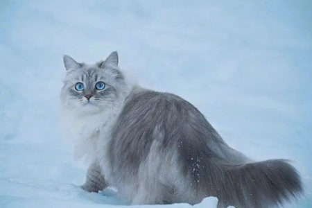 西伯利亚森林猫容易得什么病？预防保健措施详解
