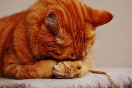 小花猫洗脸：不同猫咪的洗脸方法及护理建议