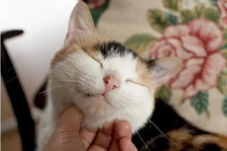 猫咪被挠下巴伸脖子是舒服吗？如何判断猫咪是否享受