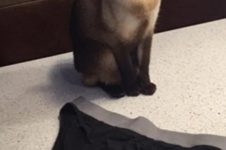猫咪为何对鞋袜裤子情有独钟？答案可能让你惊讶！