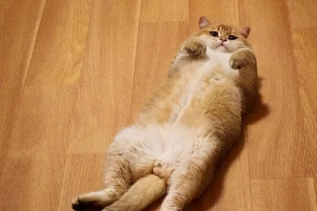 猫咪板鸭趴代表什么？这是一种放松还是求关注？