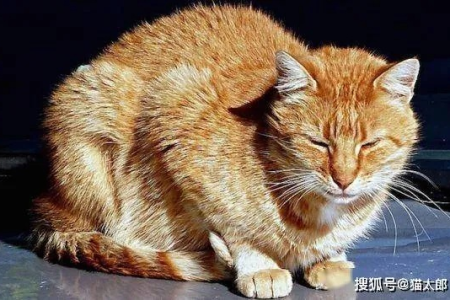 猫咪生病的前兆有哪些？教你快速识别猫咪身体异常
