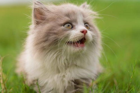 家里猫咪总是喵喵叫？可能是它太孤单了！