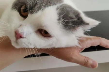 猫咪对人的记忆能保持多久？揭秘猫咪超强记忆力！