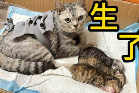 人工喂养小奶猫不长个？教你几招让猫咪健康长大！