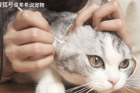 为什么摸猫耳朵它会抖？解读猫咪耳朵抖动的含义
