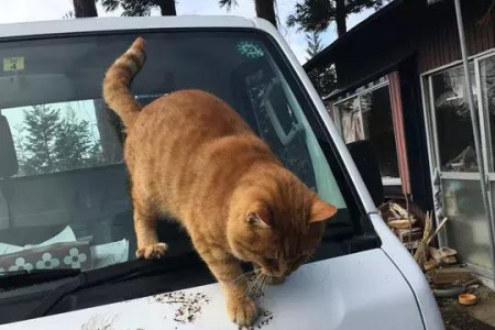 我的车撞死了一只猫，需要承担哪些责任和赔偿？