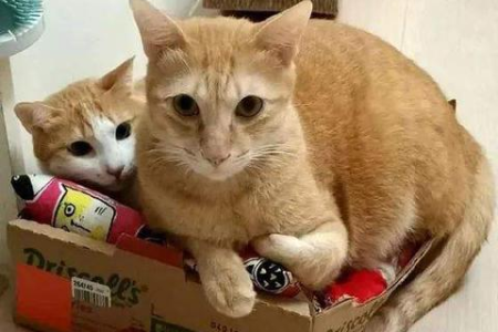 怎样让猫咪乖乖睡进自己的猫窝？教你几招轻松搞定！