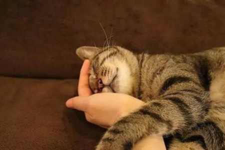 家里宠物猫到底要不要绝育？铲屎官必看绝育指南