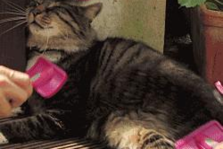 高冷猫咪也爱被摸头？揭秘猫咪喜欢你摸它头的真正原因！