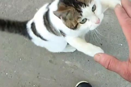 猫咪健康隐患大揭秘：想要猫咪健康一定要避开它吗？