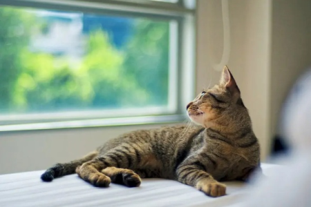 猫关阳台老叫，如何安抚猫咪并解决问题？