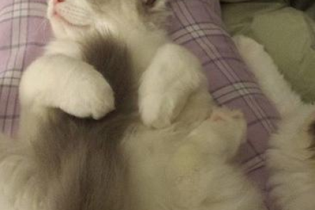 猫咪各种睡姿行为分析：猫咪为什么喜欢这样睡？睡姿背后的秘密