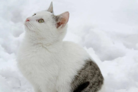 流浪猫冬天怕冷吗？它们如何抵御寒冷天气？