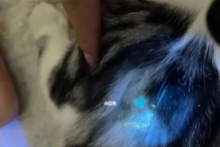猫咪得了猫藓多久洗一次澡才合适？