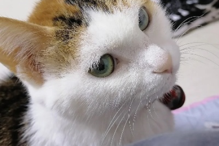 猫咪如何看待主人？是妈妈还是同类？揭秘猫咪的独特视角