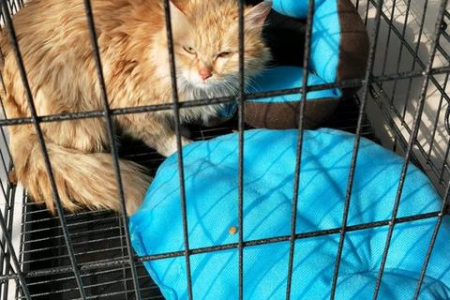 不想养猫了，卖给宠物店需要注意什么？