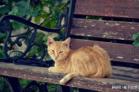 解密日本流浪猫的干净：环境、食物和人