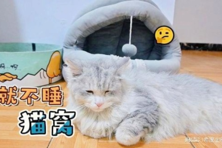猫咪不去窝里睡怎么办？教你几招轻松解决！