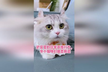猫咪真的很奇怪？铲屎官的迷惑日常！