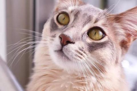 想养阿比西尼亚猫？先看看它长大后的样子吧！