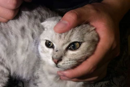 猫咪泪痕越擦越重？试试这些方法彻底告别泪痕
