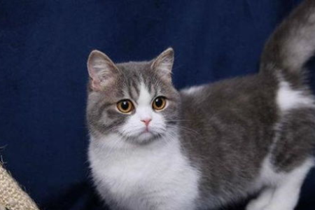 呆萌猫咪排行榜：盘点那些让你心动的猫咪品种！