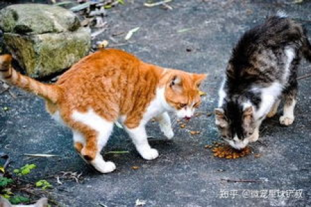 对于流浪猫最好的救助方法：科学救助，避免误区