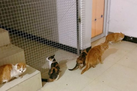 流浪猫获300万巨额救助，动物保护协会回应争议