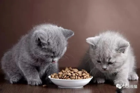 养猫新手必读：第一个月如何避开99%的常见错误？