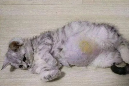 家里猫咪得了猫传腹？治疗期间的护理重点是什么？