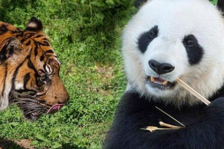 大熊猫祖先食铁兽：从猛兽到国宝的进化史