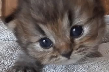 收集小奶猫的治愈瞬间分段：满满的幸福感