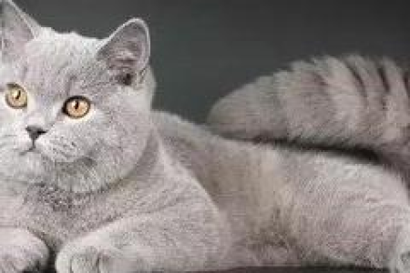 沙特尔猫品种图鉴：超详细图文解说，带你认识优雅法国蓝猫