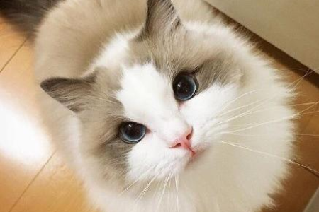 布偶猫和什么猫配最好？小猫颜值继承大猜想！