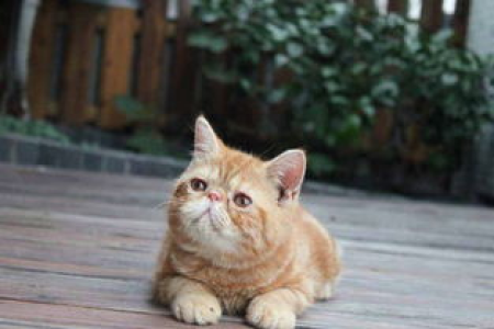 短毛加菲猫的饲养真相：疾病缠身，真的适合你吗？