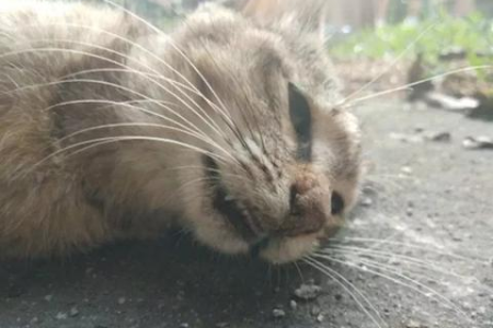 令人心碎！盘点流浪猫的悲惨遭遇，看完你也会心疼