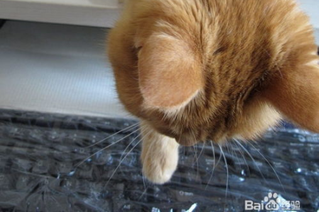 家里猫毛太多怎么办？清理猫毛最简单方法分享