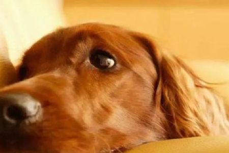 得了狂犬病的人真的会学狗叫吗？真相是什么？