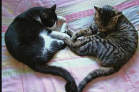小猫一个月消化不良怎么办？科学护理方法和食谱推荐
