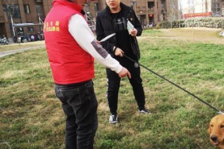 小宠物狗入户训练全攻略，让狗狗快速融入新家