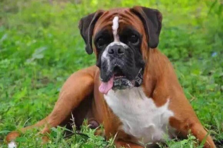 外貌特征告诉你：你的拳师犬是纯种的吗？