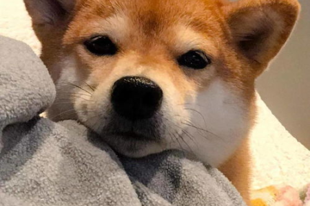 柴犬耐热吗？关于柴犬怕热问题的深度解析