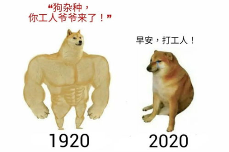 全球知名网红柴犬离世：Doge和Cheems的死亡真相