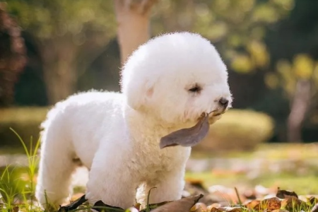 比熊犬太吵怎么办？教你几招让它安静如鸡