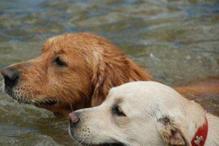 金毛犬和拉布拉多犬哪个更好？性格、智商大PK！