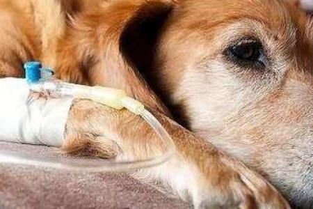 狗狗肠胃炎的症状表现和简单有效的家庭治疗