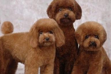 这7种狗狗智商超群，你知道是哪些犬种吗？