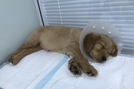犬瘟快死的狗狗有哪些症状？如何判断病情严重程度？