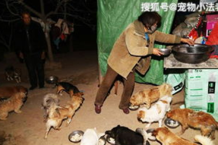 爱心夫妻：1000多只流浪狗的温暖家园
